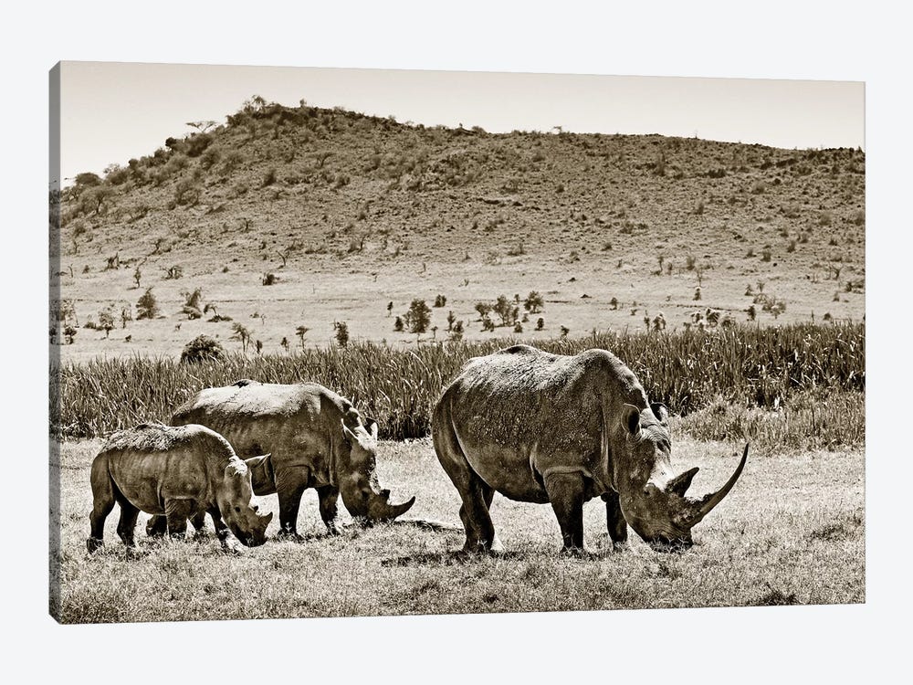 Peaceful Rhinos by Klaus Tiedge 1-piece Canvas Artwork