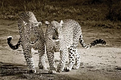 Playful Leopards by Klaus Tiedge art print