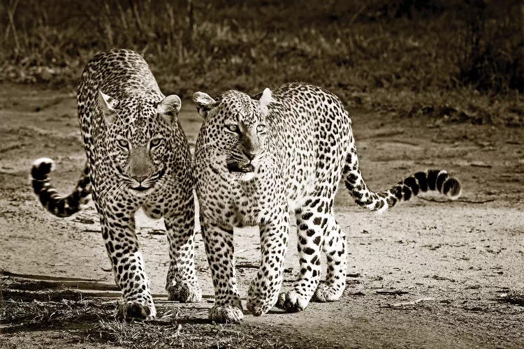 Playful Leopards