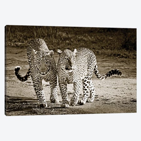 Playful Leopards Canvas Print #KTI78} by Klaus Tiedge Canvas Artwork