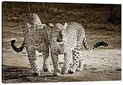 Playful Leopards Canvas Art Print - Klaus Tiedge