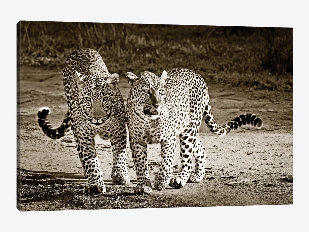 Playful Leopards by Klaus Tiedge 1-piece Art Print