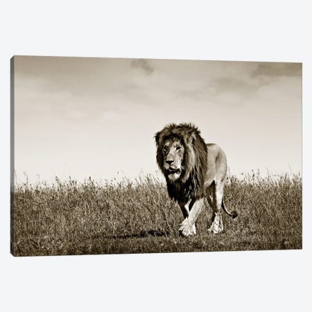 Purposeful Lion Canvas Print #KTI79} by Klaus Tiedge Canvas Artwork