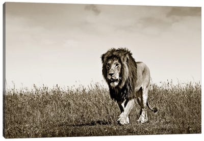 Purposeful Lion Canvas Art Print - Sepia Photography