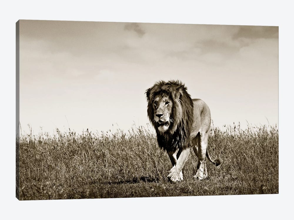 Purposeful Lion by Klaus Tiedge 1-piece Canvas Wall Art