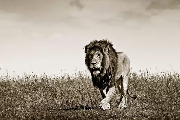 Klaus Tiedge: Purposeful Lion by Klaus Tiedge