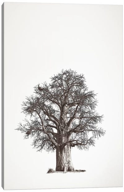Baobab Legacy II Canvas Art Print - Klaus Tiedge