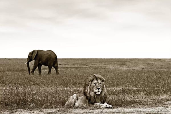 Klaus Tiedge: Puzzled Lion by Klaus Tiedge