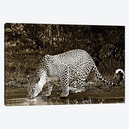 Refreshed Leopard Canvas Print #KTI81} by Klaus Tiedge Art Print