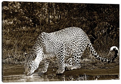 Refreshed Leopard Canvas Art Print - Sepia Photography