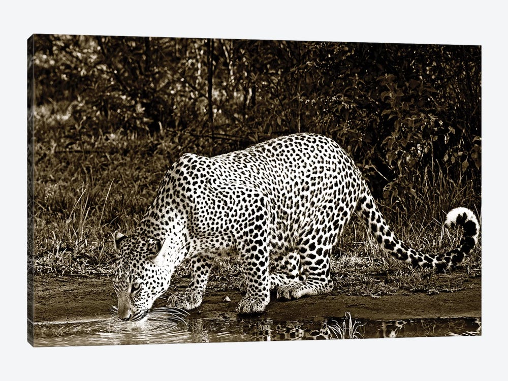 Refreshed Leopard by Klaus Tiedge 1-piece Canvas Print