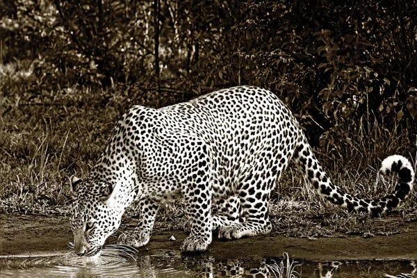 Klaus Tiedge: Refreshed Leopard by Klaus Tiedge