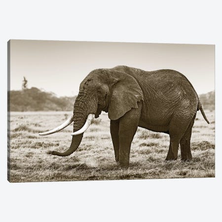 Resting Elephant Canvas Print #KTI82} by Klaus Tiedge Canvas Art Print
