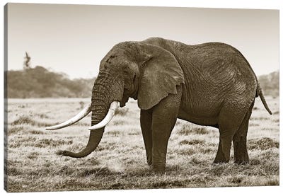 Resting Elephant Canvas Art Print - Klaus Tiedge