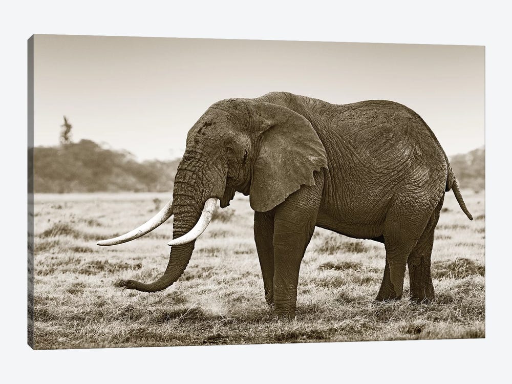 Resting Elephant by Klaus Tiedge 1-piece Canvas Artwork