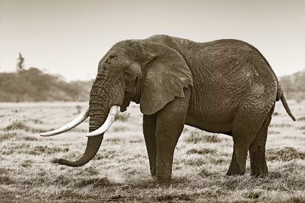 Klaus Tiedge: Resting Elephant by Klaus Tiedge