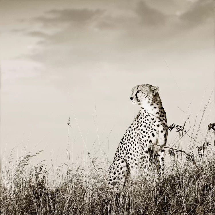 Solitary Cheetah