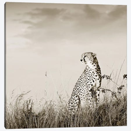 Solitary Cheetah Canvas Print #KTI83} by Klaus Tiedge Art Print