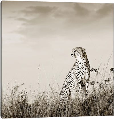 Solitary Cheetah Canvas Art Print - Klaus Tiedge