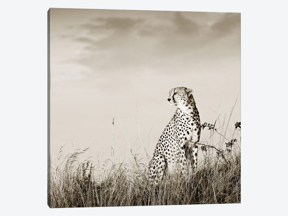 Solitary Cheetah by Klaus Tiedge 1-piece Canvas Art Print