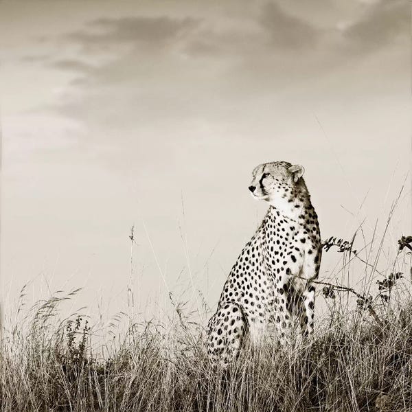 Klaus Tiedge: Solitary Cheetah by Klaus Tiedge