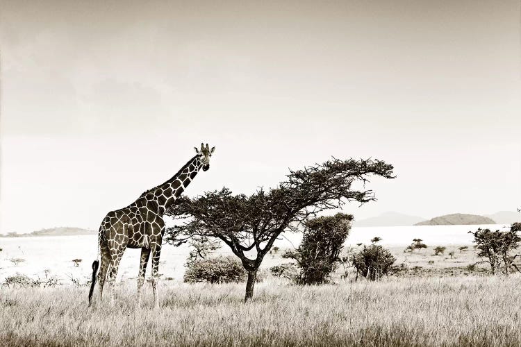 Solitary Giraffe