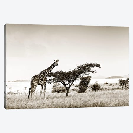 Solitary Giraffe Canvas Print #KTI84} by Klaus Tiedge Canvas Artwork