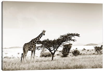 Solitary Giraffe Canvas Art Print - Sepia Photography