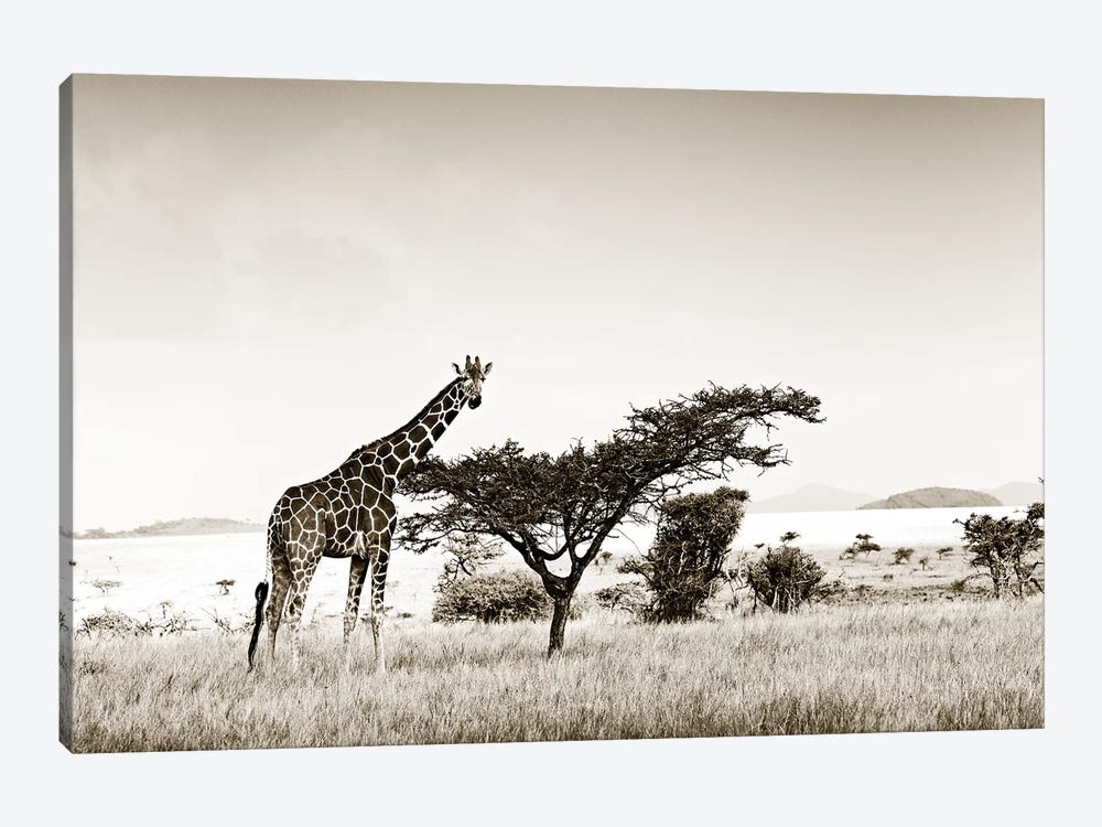 Solitary Giraffe by Klaus Tiedge 1-piece Canvas Artwork