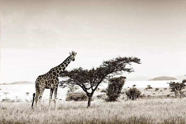 Klaus Tiedge: Solitary Giraffe by Klaus Tiedge