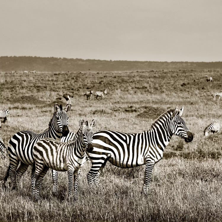 United Zebra family