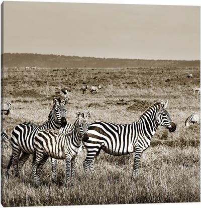 United Zebra family Canvas Art Print - Sepia Photography