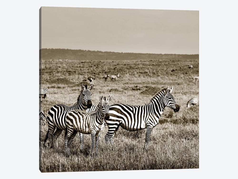 United Zebra family by Klaus Tiedge 1-piece Canvas Print