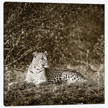Vigilant Leopard Canvas Print #KTI86} by Klaus Tiedge Canvas Art