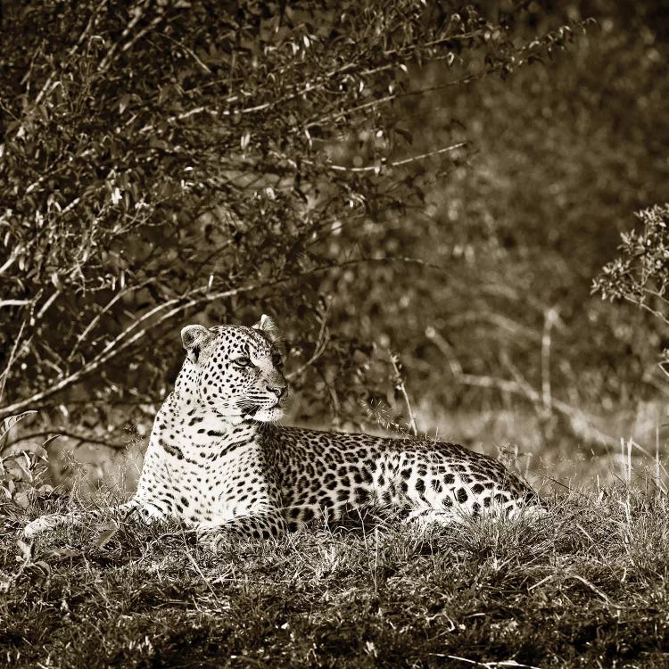 Vigilant Leopard