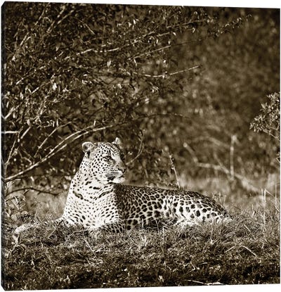Vigilant Leopard Canvas Art Print - Sepia Photography