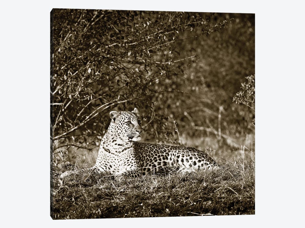 Vigilant Leopard by Klaus Tiedge 1-piece Canvas Art