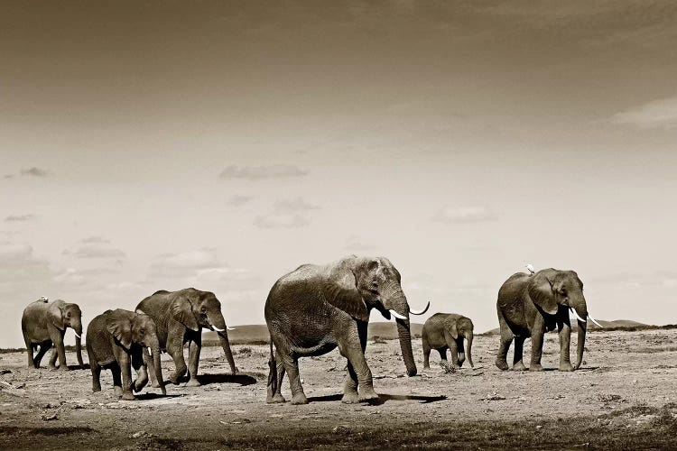 Wide spread Elephants