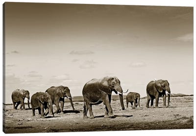Wide spread Elephants Canvas Art Print - Sepia Photography