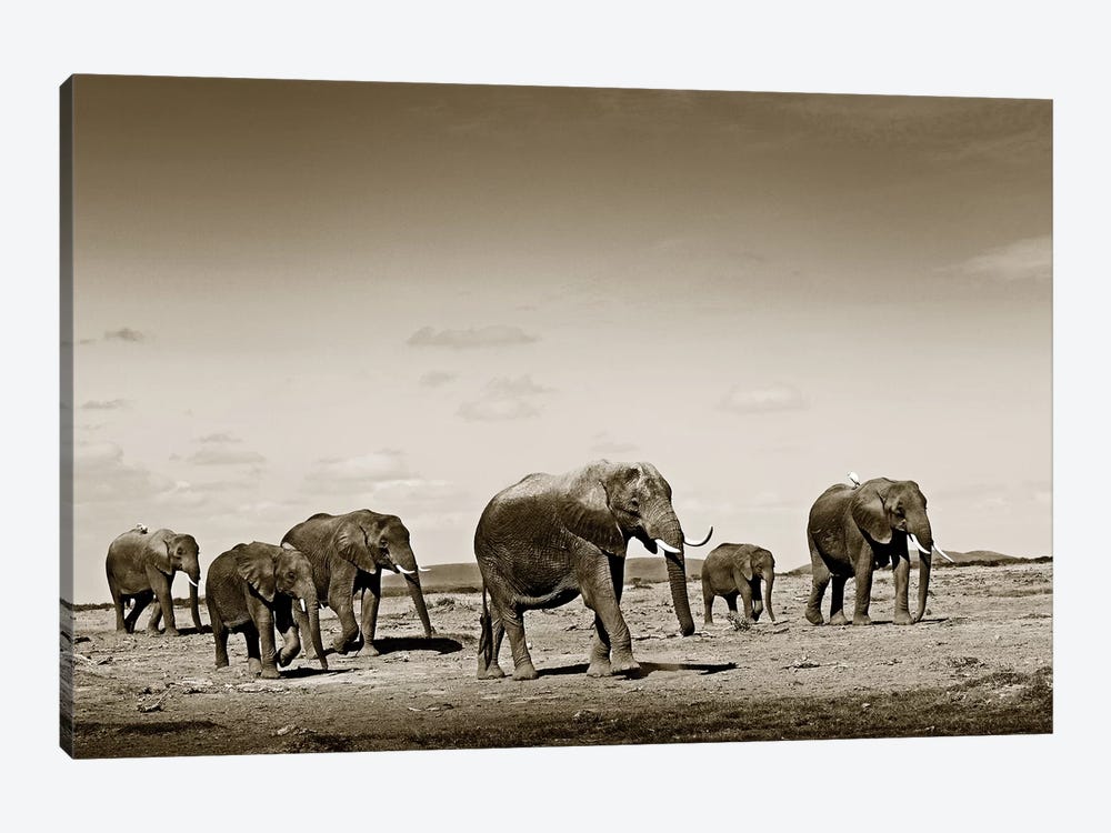 Wide spread Elephants by Klaus Tiedge 1-piece Art Print