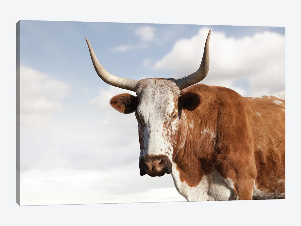 Nguni Cow Brown by Klaus Tiedge 1-piece Canvas Wall Art