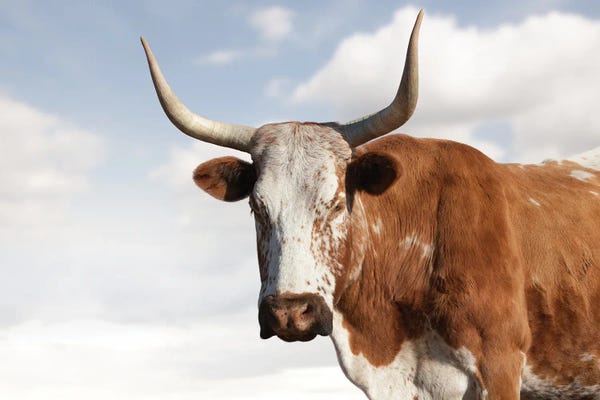 Klaus Tiedge: Nguni Cow Brown by Klaus Tiedge
