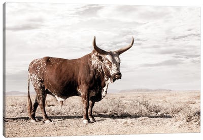 Nguni Cow Standing Canvas Art Print