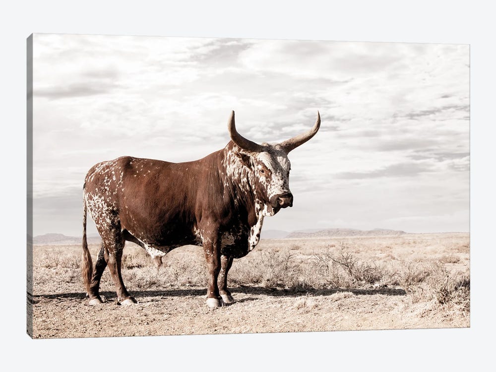 Nguni Cow Standing by Klaus Tiedge 1-piece Art Print