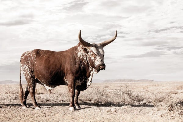 Klaus Tiedge: Nguni Cow Standing by Klaus Tiedge