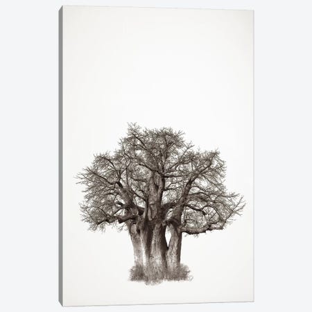 Baobab Legacy III Canvas Print #KTI8} by Klaus Tiedge Canvas Print