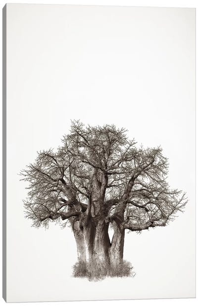 Baobab Legacy III Canvas Art Print