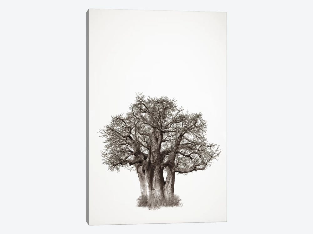 Baobab Legacy III by Klaus Tiedge 1-piece Art Print