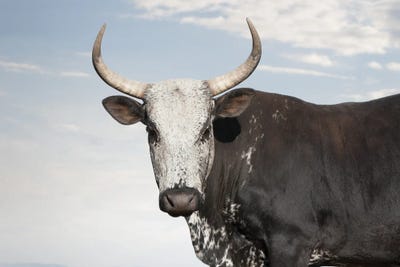 Nguni Cow Black by Klaus Tiedge metal wall art