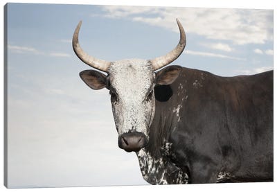 Nguni Cow Black Canvas Art Print - Klaus Tiedge